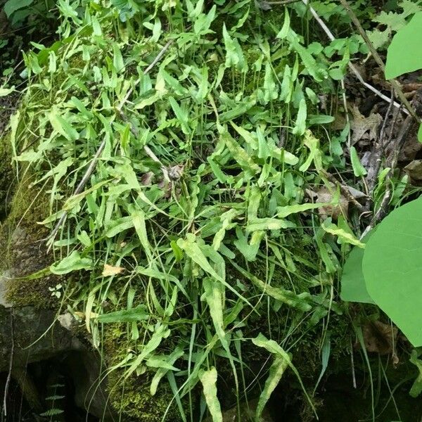 Asplenium rhizophyllum Leaf