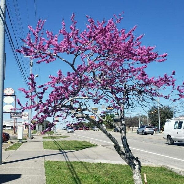 Cercis canadensis Kvet