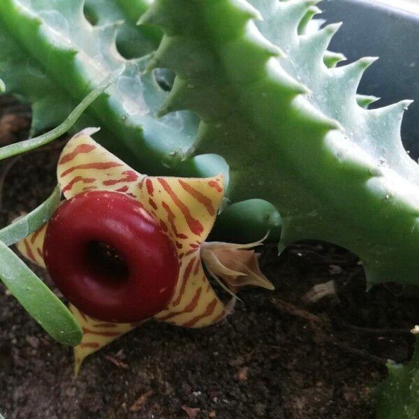 Huernia zebrina Flor