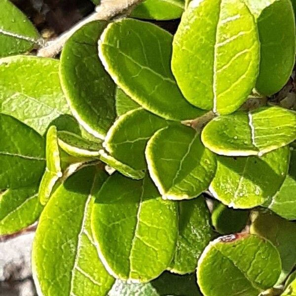 Vaccinium vitis-idaea Folla