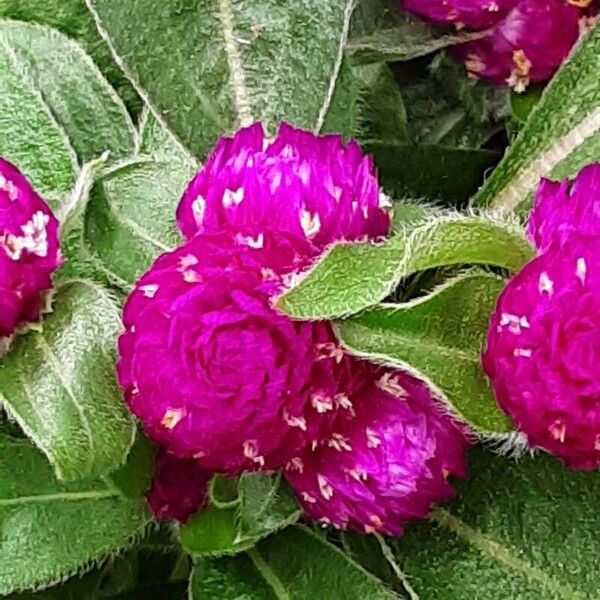 Gomphrena globosa Flower