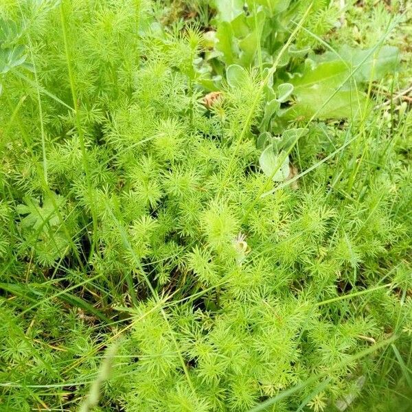 Nigella damascena Leht