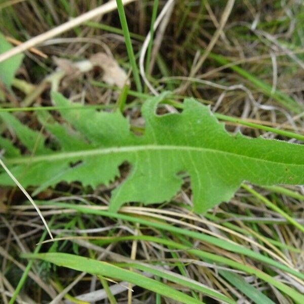 Cichorium intybus Leaf