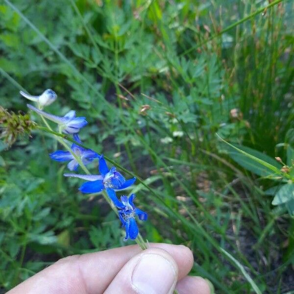 Delphinium carolinianum Floare