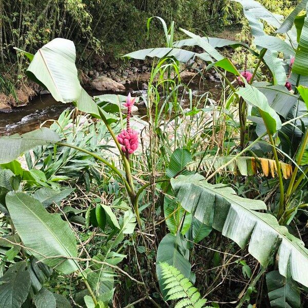 Musa velutina പുഷ്പം