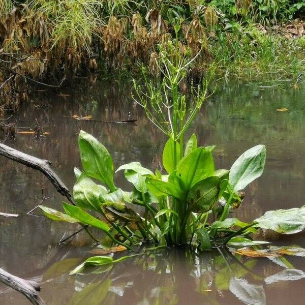 Alisma plantago-aquatica Habitus