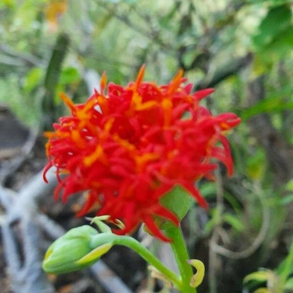 Kleinia abyssinica 花