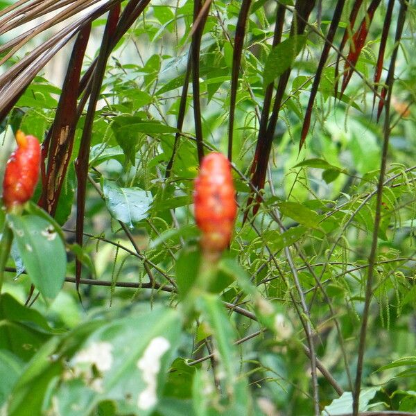 Costus woodsonii 花