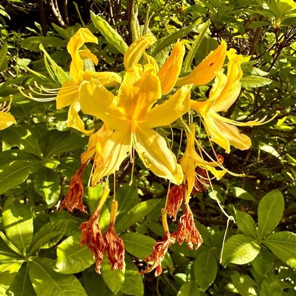 Rhododendron luteum Кветка