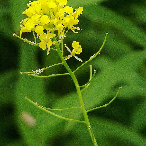 Sisymbrium loeselii Flower