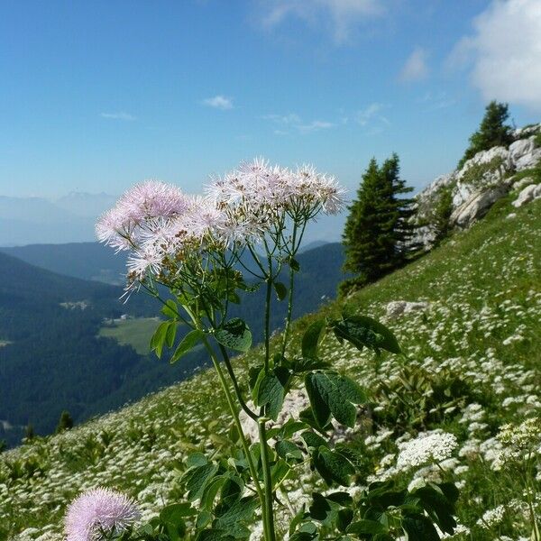 Thalictrum aquilegiifolium ശീലം