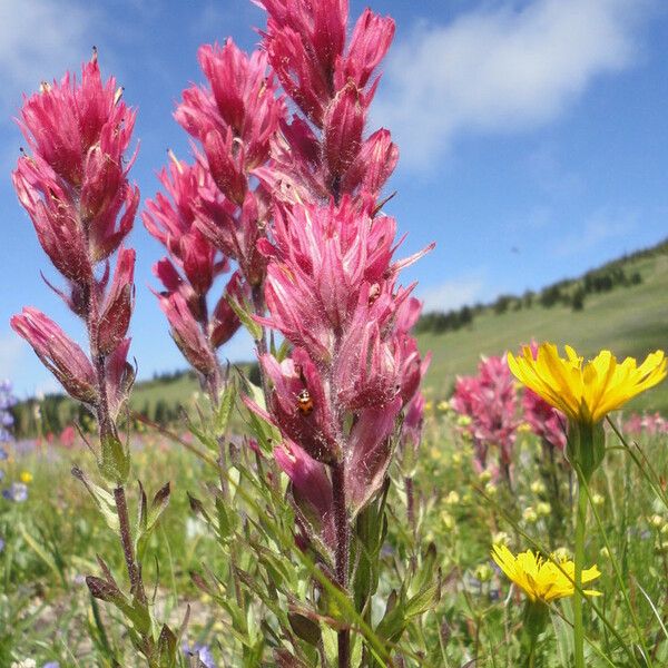 Castilleja parviflora Habitus