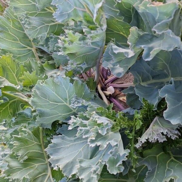 Crambe maritima ഇല