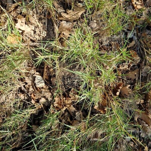 Brachypodium retusum Hostoa