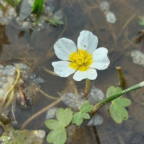 Ranunculus peltatus Celota