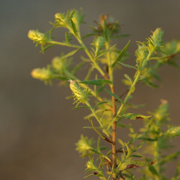 Chiliadenus glutinosus Flower