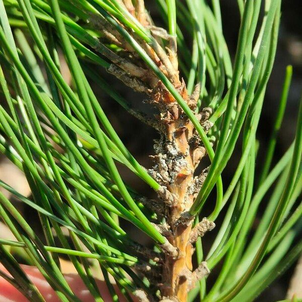 Pinus nigra Yaprak