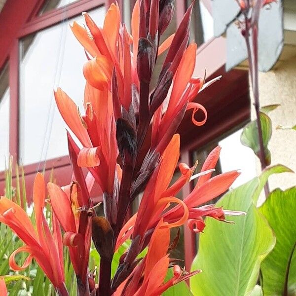 Canna indica 花