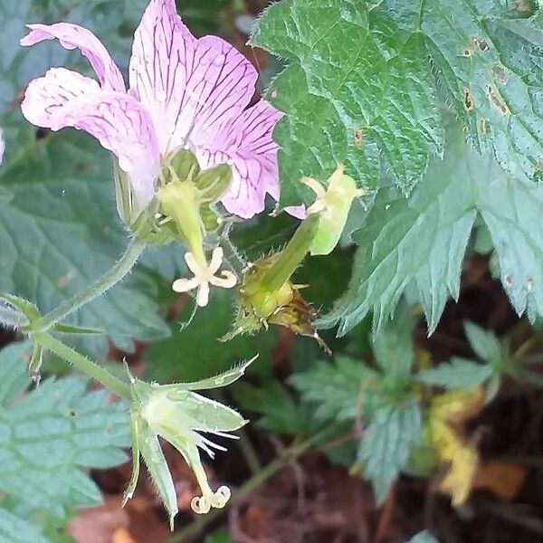 Geranium endressii Λουλούδι