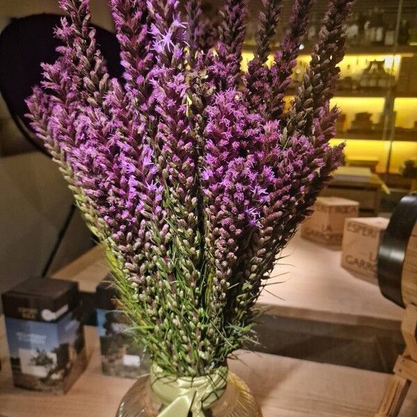 Liatris spicata Flower