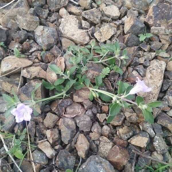 Ruellia humilis موطن