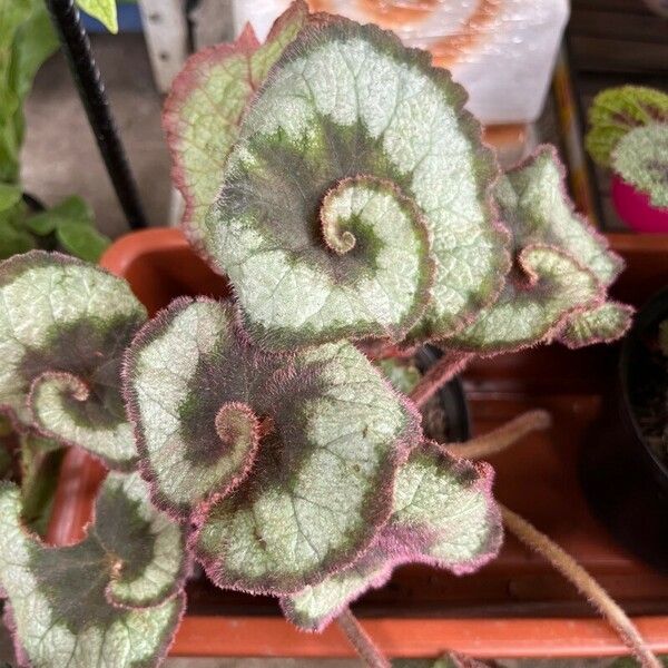 Begonia rex Leaf