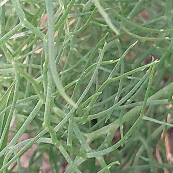 Bowiea volubilis Leaf