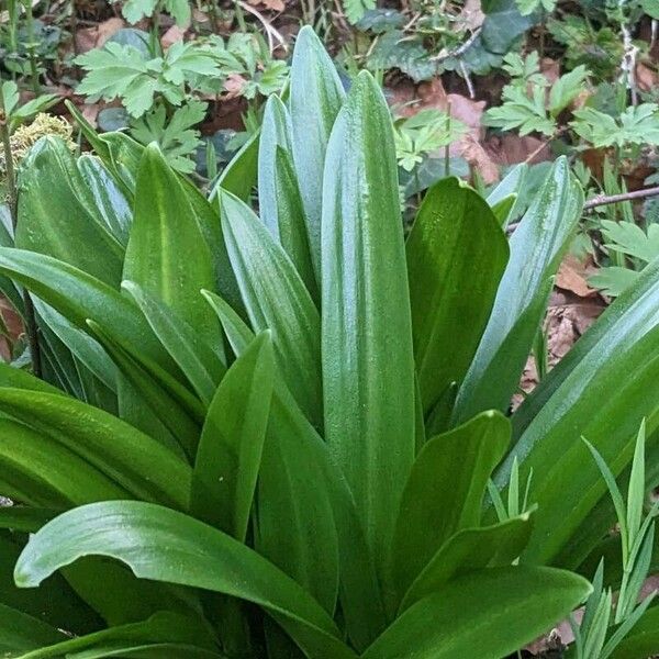 Scilla lilio-hyacinthus Leaf