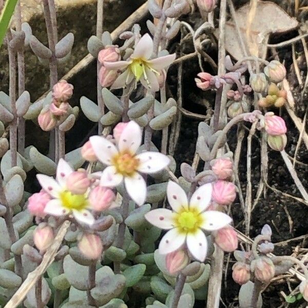 Sedum dasyphyllum Flor