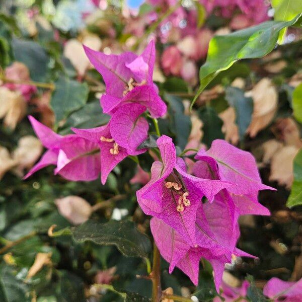 Bougainvillea glabra Çiçek