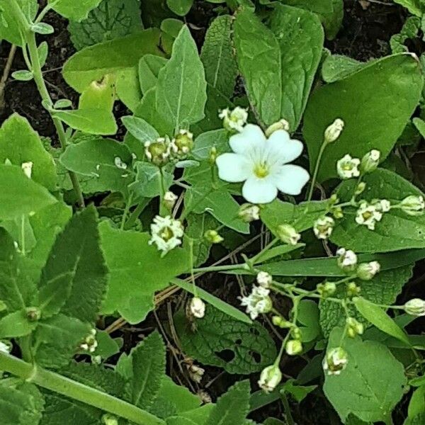 Gypsophila elegans Flower