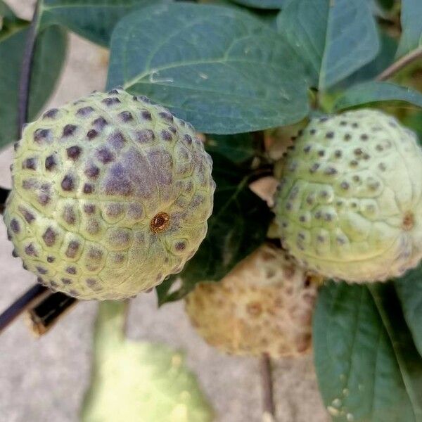 Datura metel Vrucht