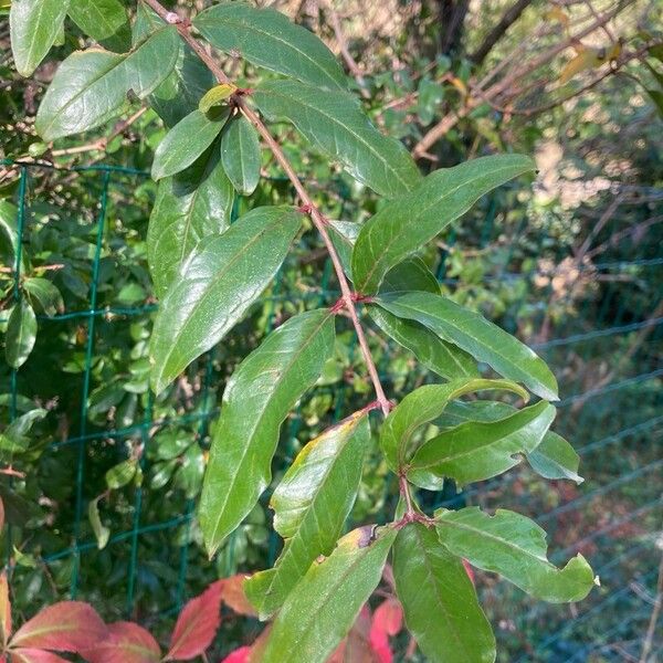 Punica granatum Leaf