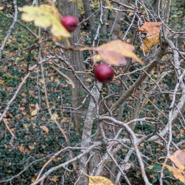 Crataegus laciniata Vaisius