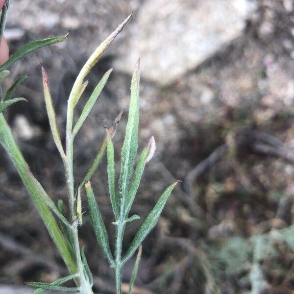 Centaurea alba 叶