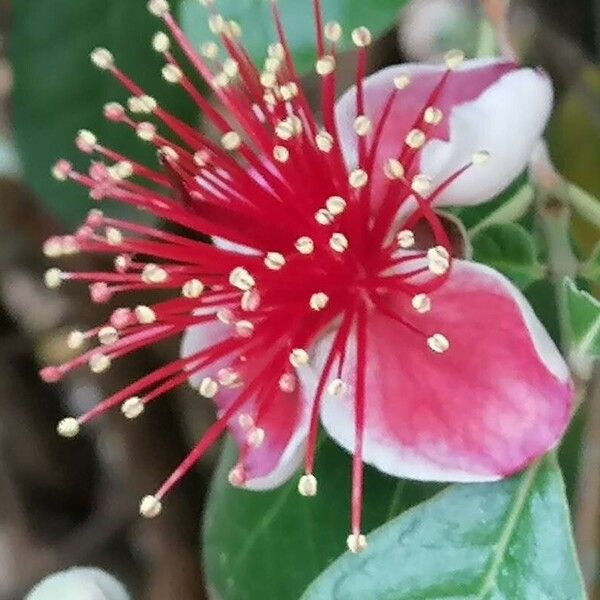 Feijoa sellowiana പുഷ്പം