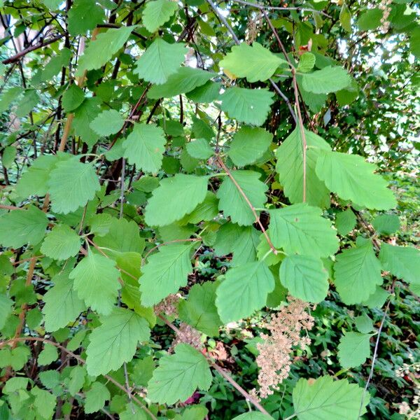 Holodiscus discolor Leaf