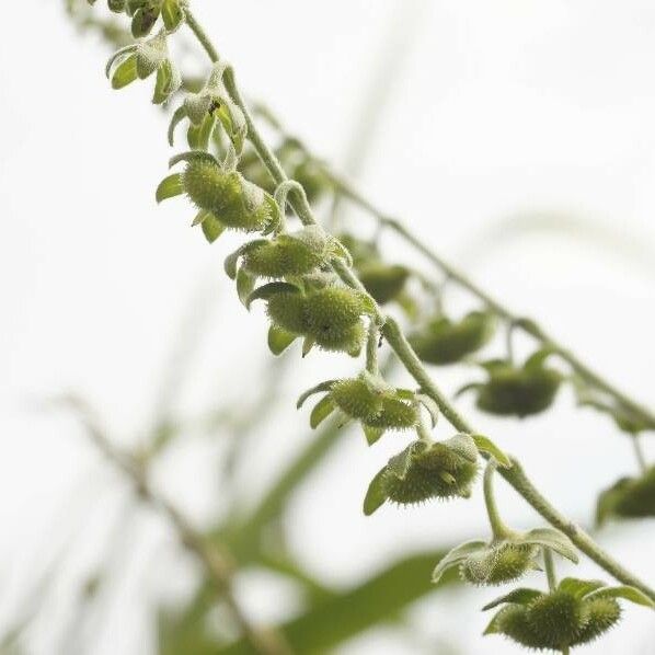 Cynoglossum officinale Fruit