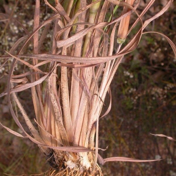 Schizachyrium scoparium Rinde