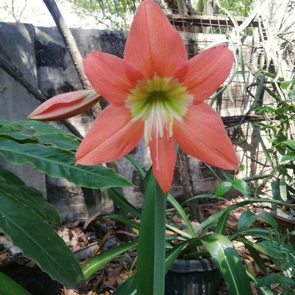 Hippeastrum puniceum Fiore