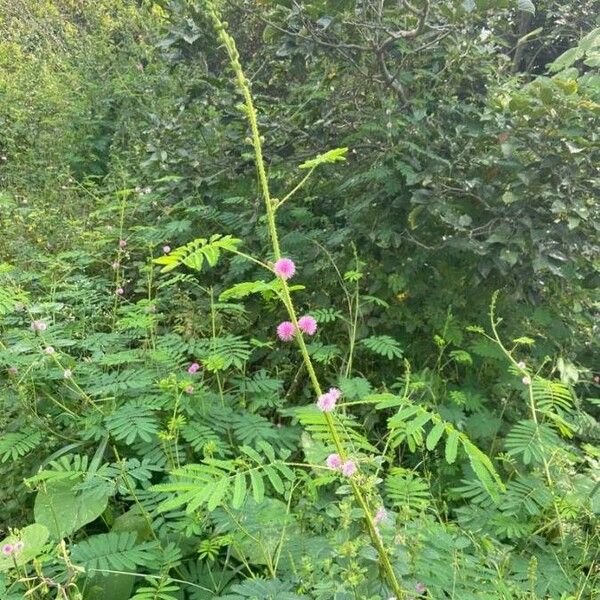 Mimosa diplotricha Çiçek