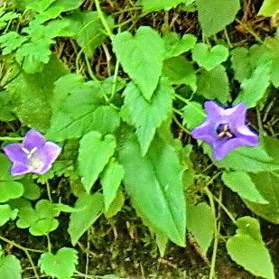 Campanula carpatica Flower