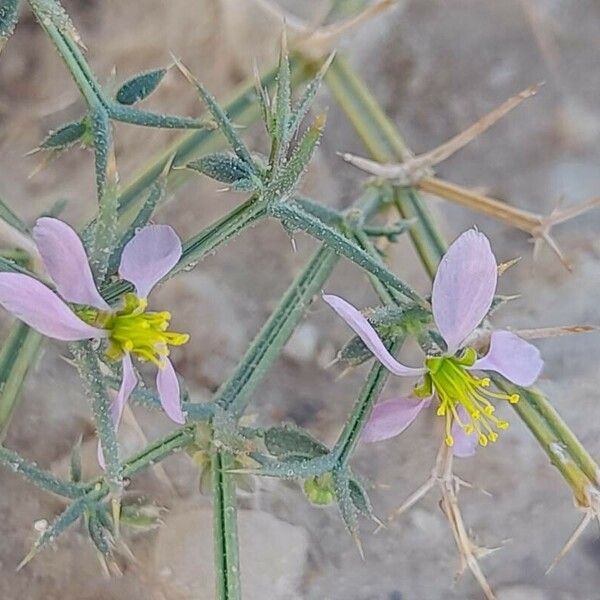 Zygophyllum indicum Blodyn