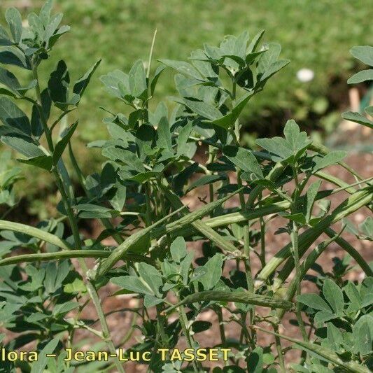 Trigonella foenum-graecum Habitus