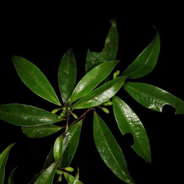 Erythroxylum macrophyllum Deilen