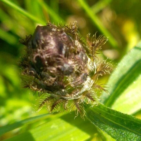 Centaurea decipiens 花