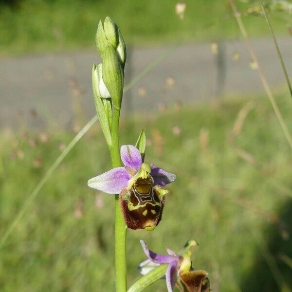 Ophrys holosericea Blomst