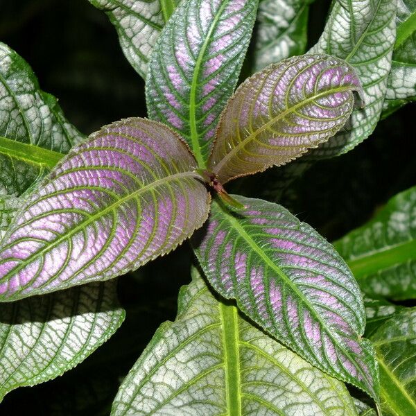 Strobilanthes auriculata Folla