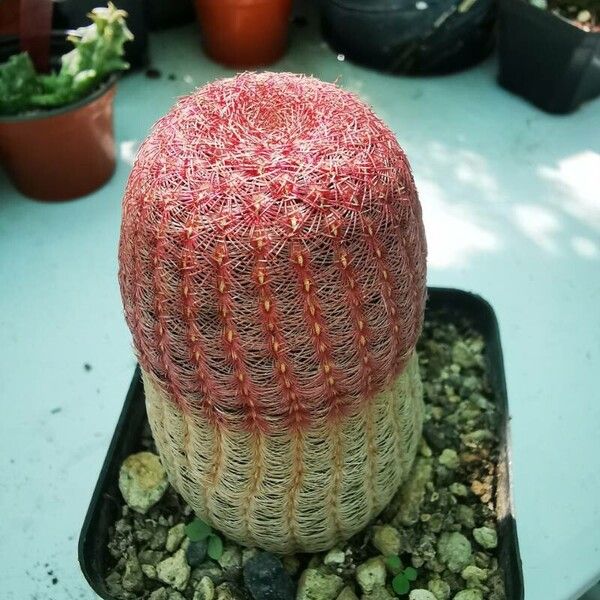 Echinocereus rigidissimus 叶