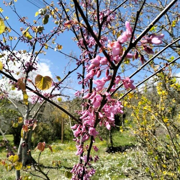 Cercis canadensis പുഷ്പം